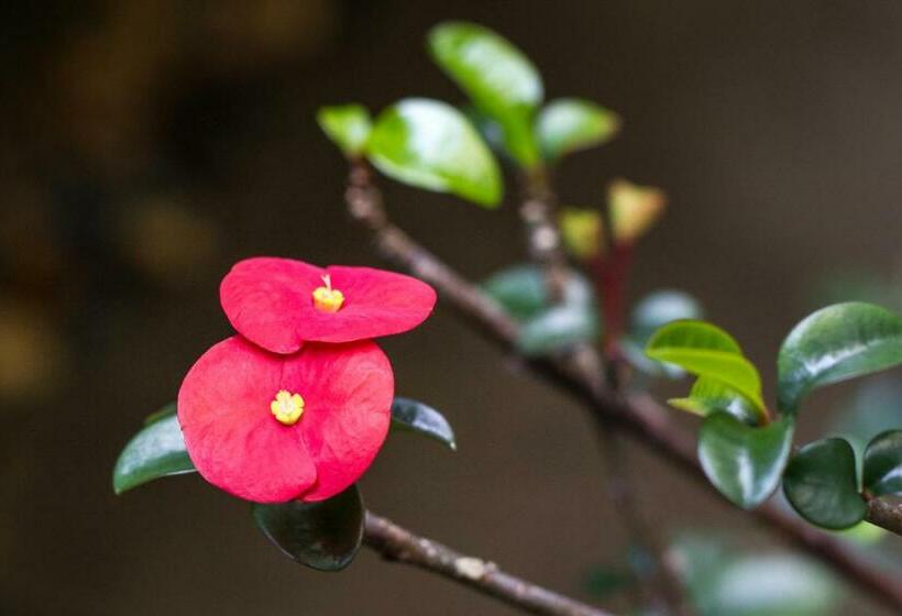 Guácima Escondida Hotel Boutique