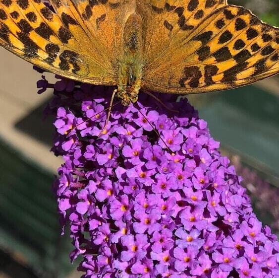 Отель Swiss Star Home