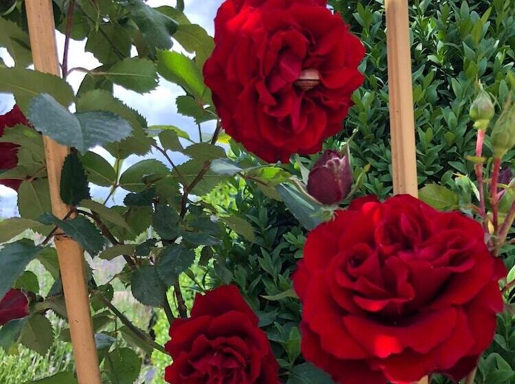 Отель Swiss Star Home