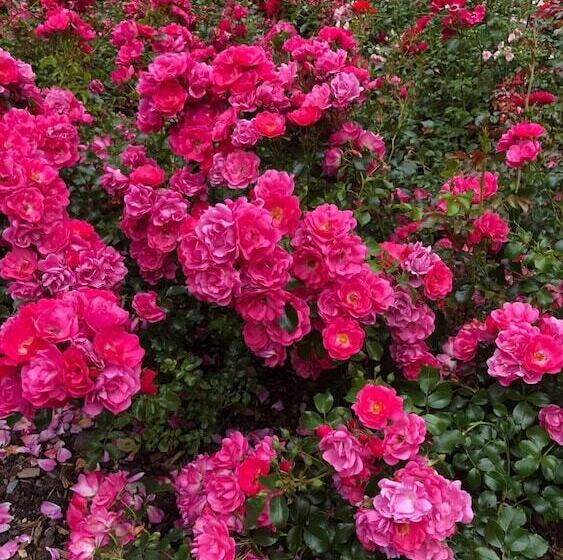 Отель Swiss Star Home