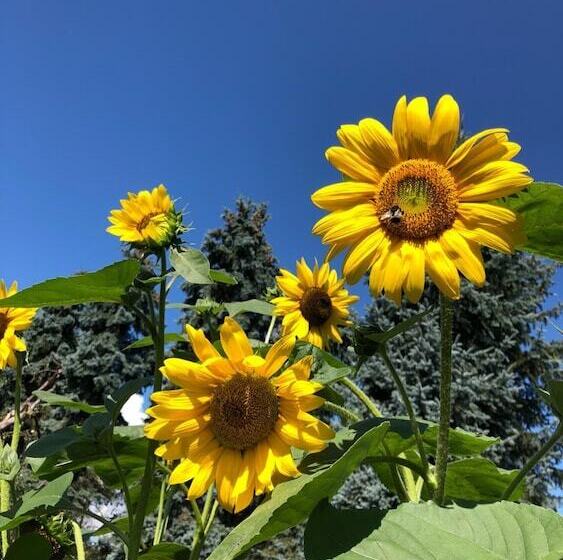 Отель Swiss Star Home