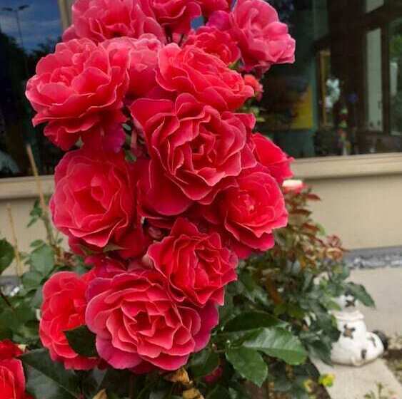 Отель Swiss Star Home