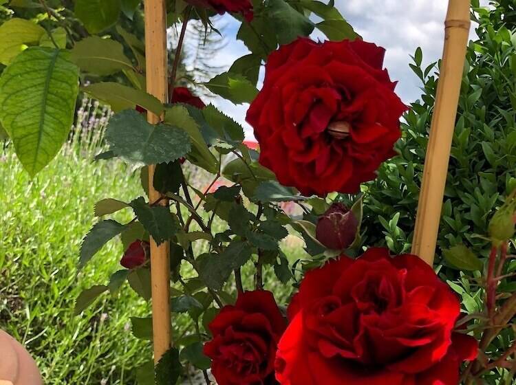 Отель Swiss Star Home