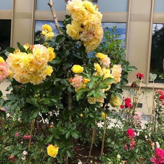 Отель Swiss Star Home