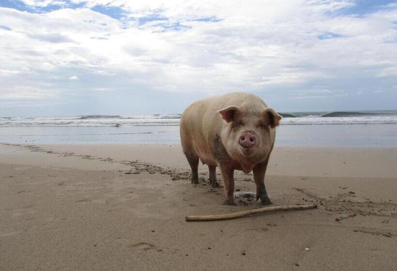 펜션 Little Hawaii Avellanas