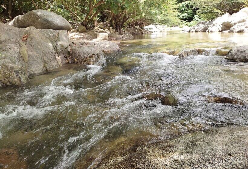 膳宿费 Manakin Tayrona