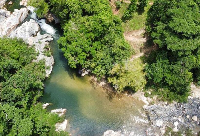 膳宿费 Manakin Tayrona