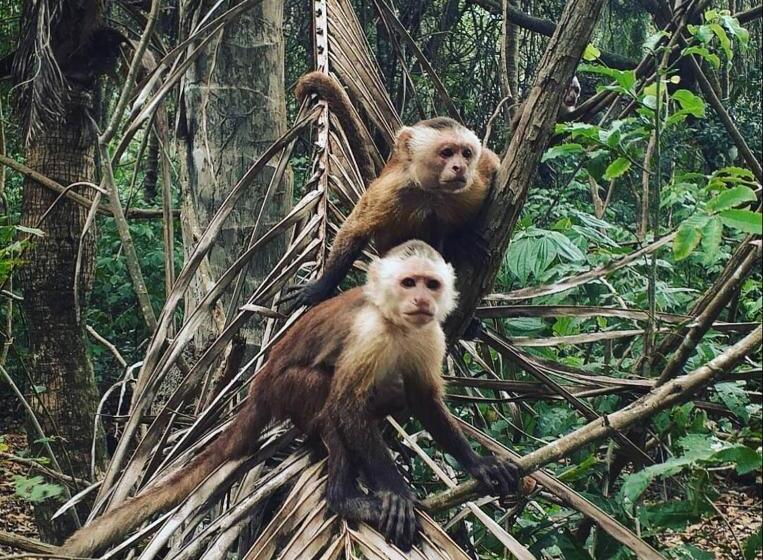 膳宿费 Manakin Tayrona