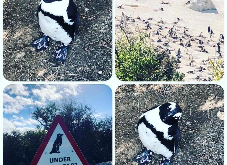 צימר The Little Palm