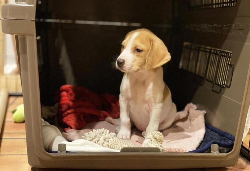 בית מלון כפרי Haabesu Okinawa