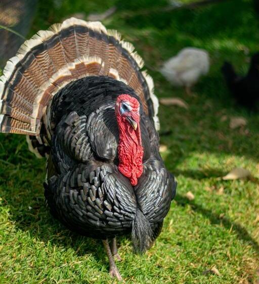 בית מלון כפרי Hacienda Buenos Aires En Iza