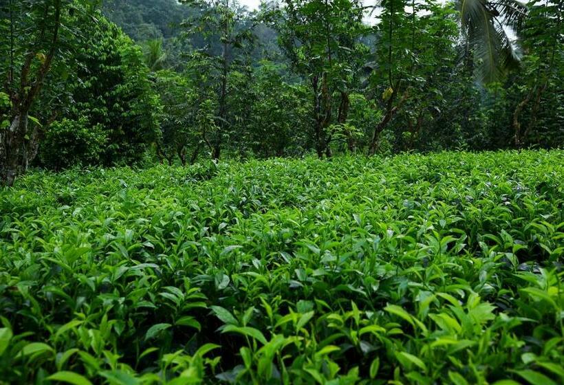 ホテル Nawalakanda Holiday Resort