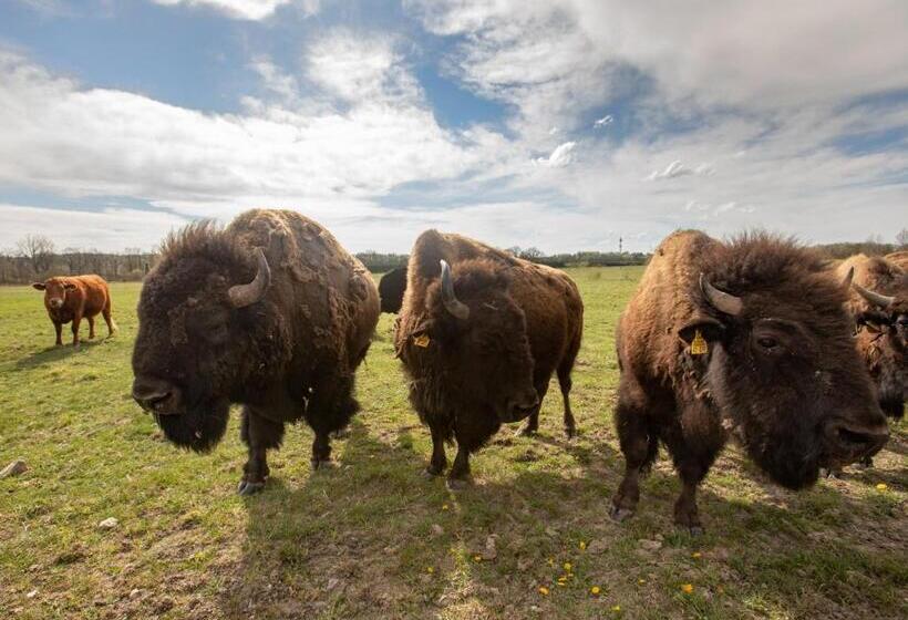 فندق Residence Safari Resort Bison Lodge