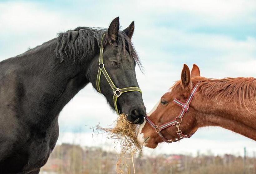 فندق Residence Safari Resort Bison Lodge