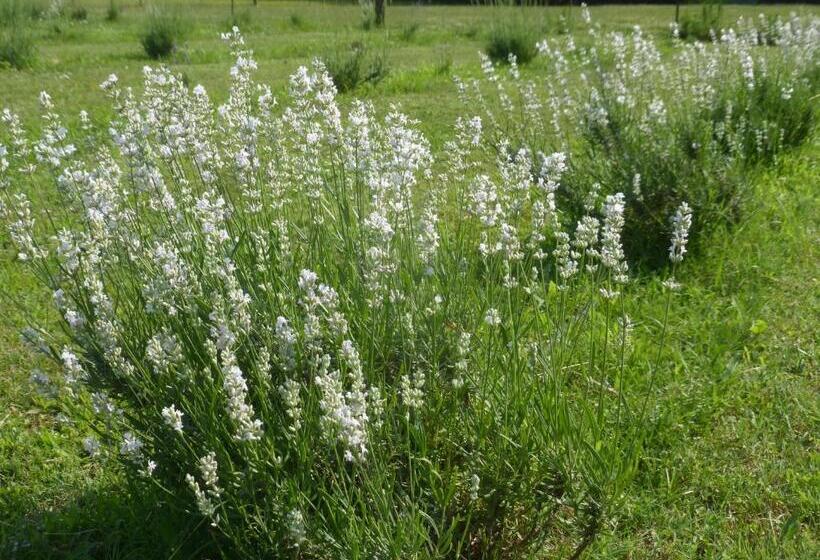 Mulberry Lavender Farm And B&b