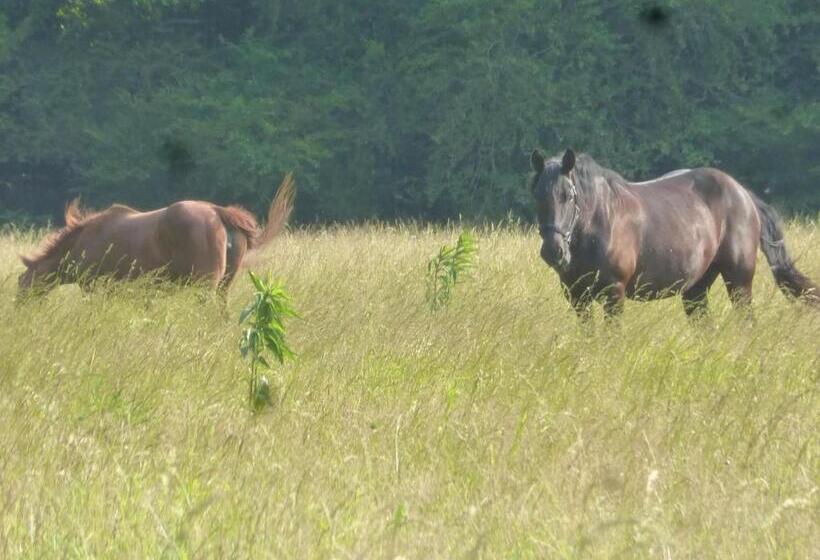 Mulberry Lavender Farm And B&b
