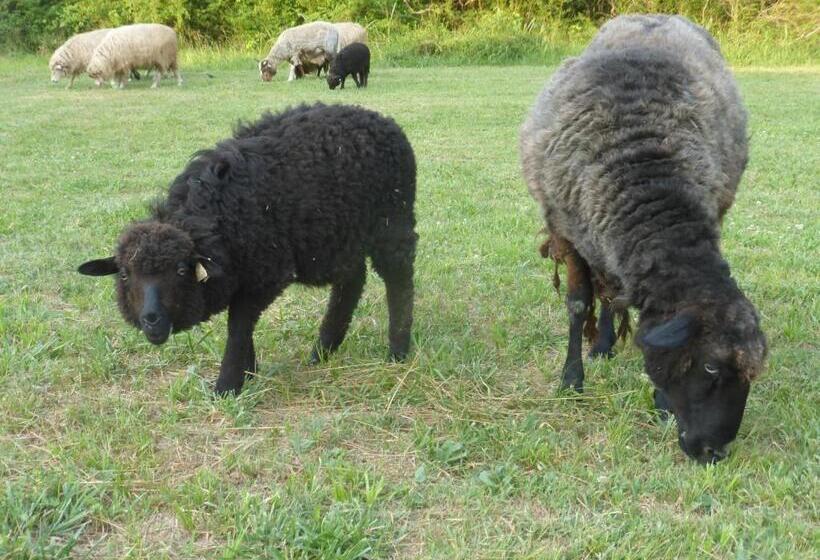 Mulberry Lavender Farm And B&b