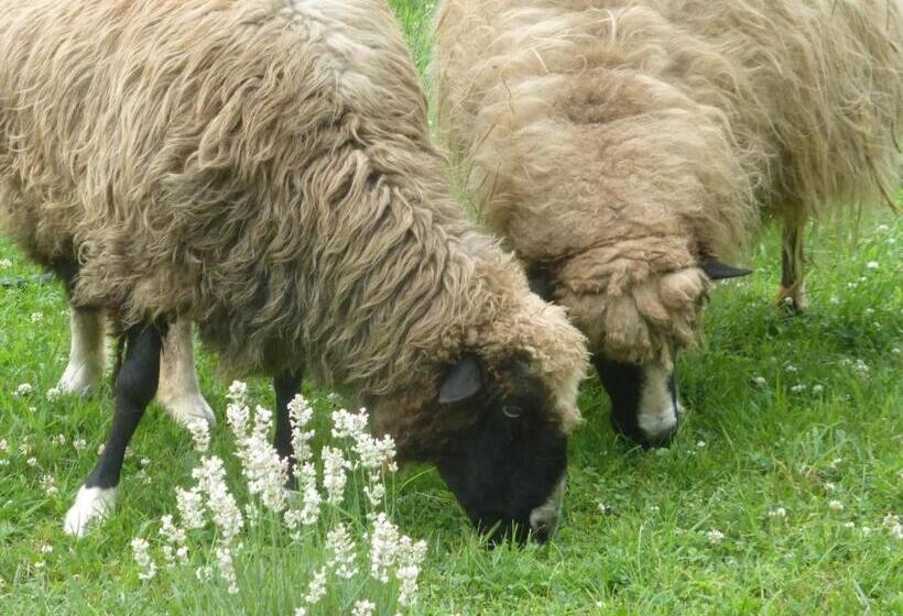 Mulberry Lavender Farm And B&b