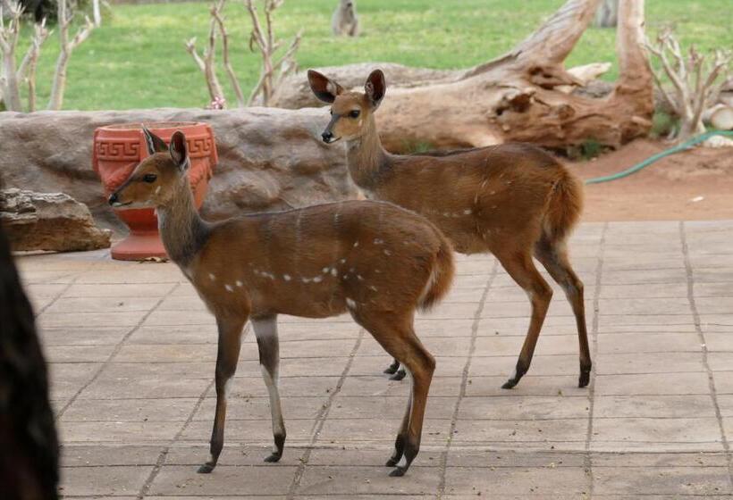 ペンション Adonsonia Lodge