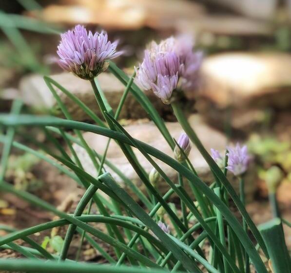 펜션 Louvre Guesthouse