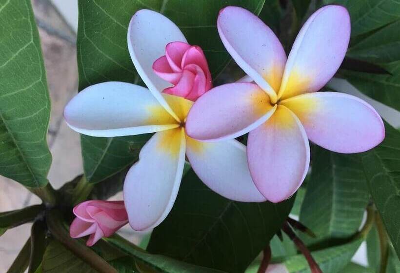 بنسيون Paperbark Manor