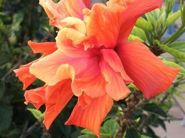 بنسيون Paperbark Manor