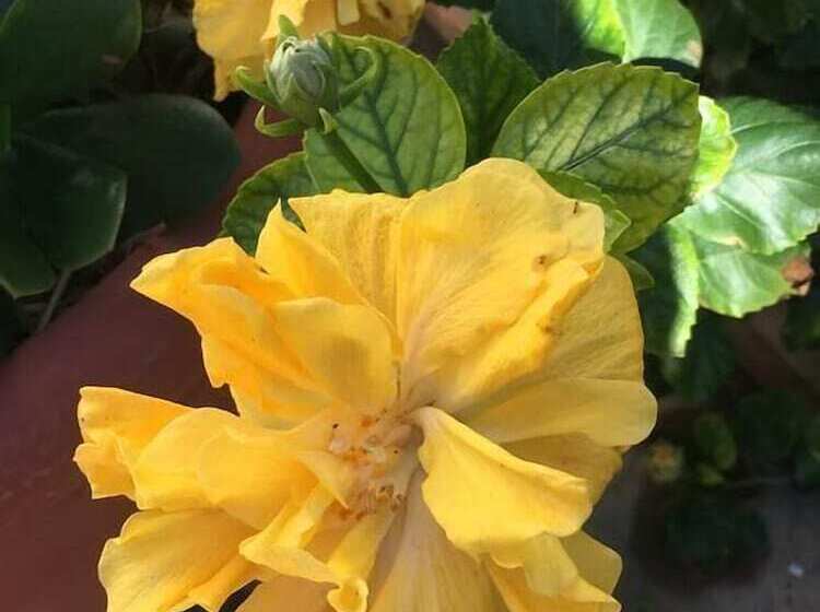 بنسيون Paperbark Manor