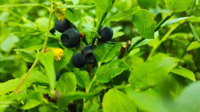 Pension Bílý Hořec