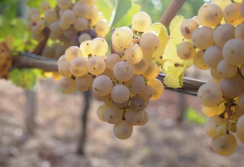 Pension Weingut Schwab