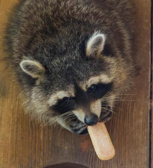 فندق صغير Buschenschank Ofnerpeter