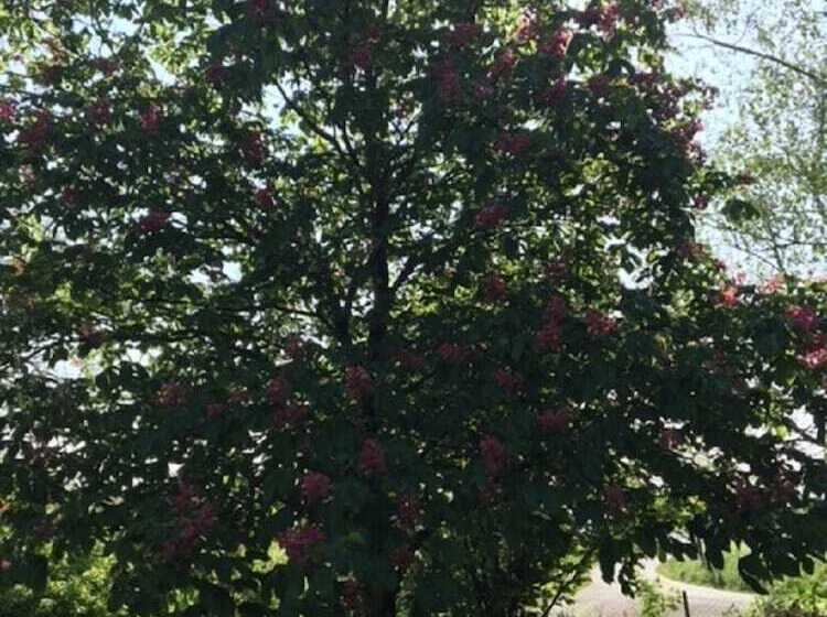 Bed and Breakfast Campagn Art