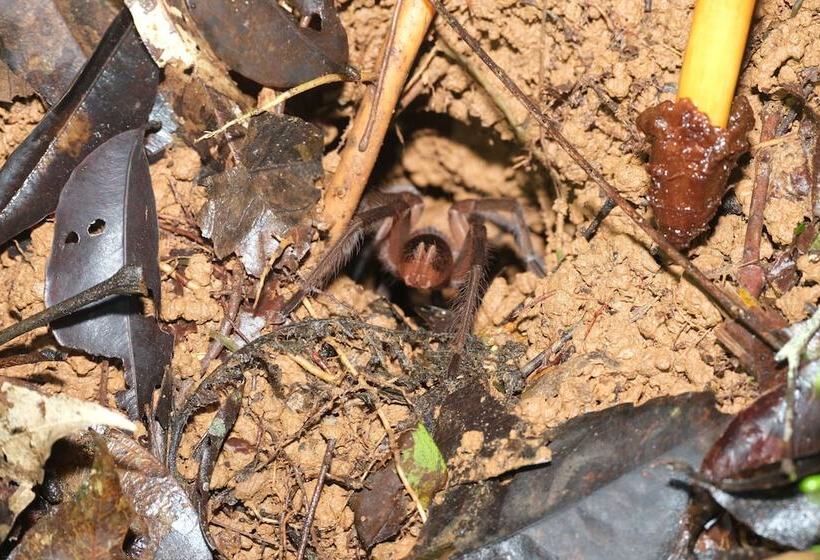 مبيت وإفطار Iguanitas Lodge