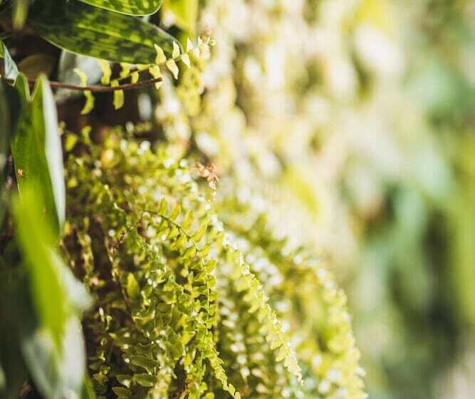 צימר Little House