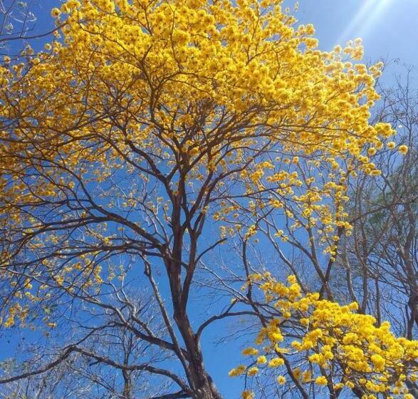 צימר Rosa's Lake Cabins