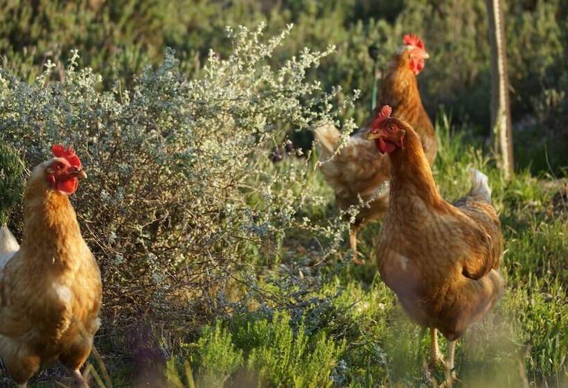 مبيت وإفطار Stellar Overberg Travellers Lodge