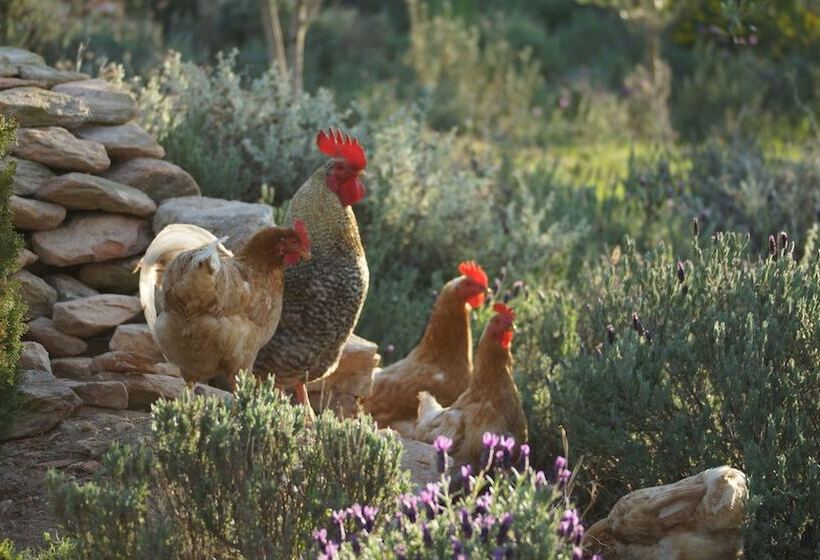 مبيت وإفطار Stellar Overberg Travellers Lodge