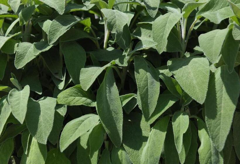 בית מלון כפרי Borgo Santuletta