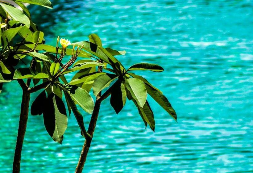 בית מלון כפרי Mango Lodge