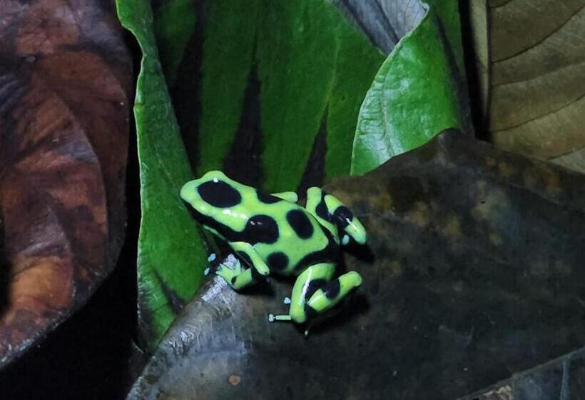 La Piña, Rio Celeste