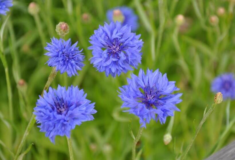 بنسيون Bottna Inn