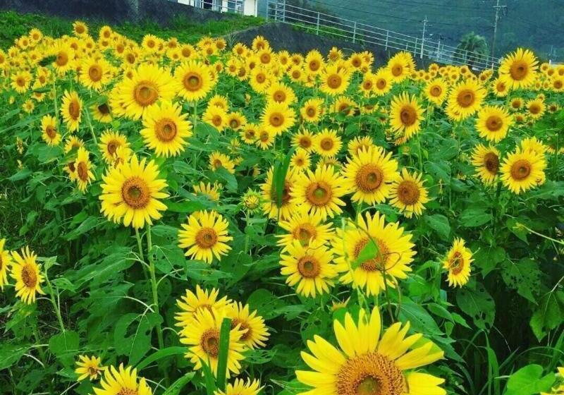 بنسيون Guesthouse ＆ Beach Cafe Fuego