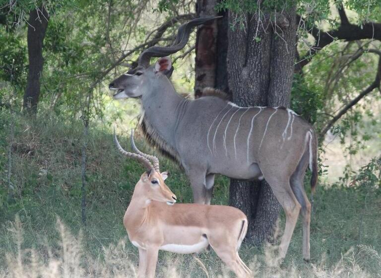 פנסיון Kilmorna Manor Guest House