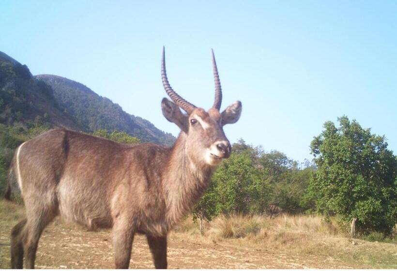 פנסיון Kilmorna Manor Guest House