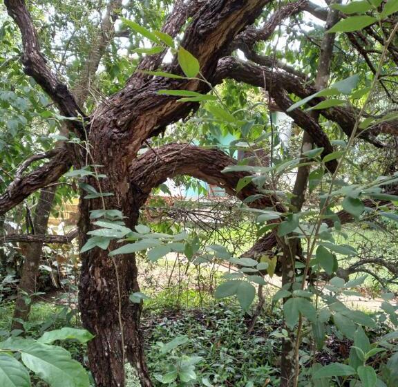 旅馆 Pousada Do Pequi