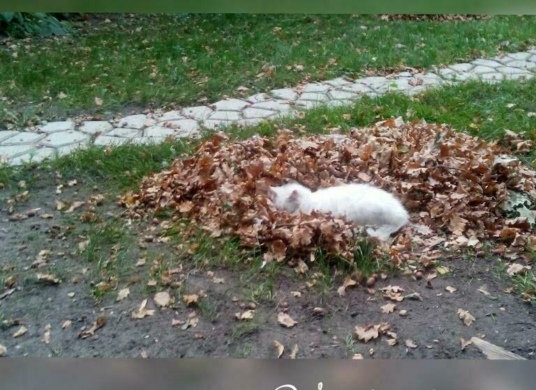 Общежитие Veniki Club