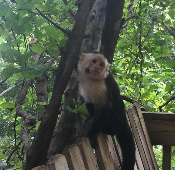 مبيت وإفطار Pura Vista