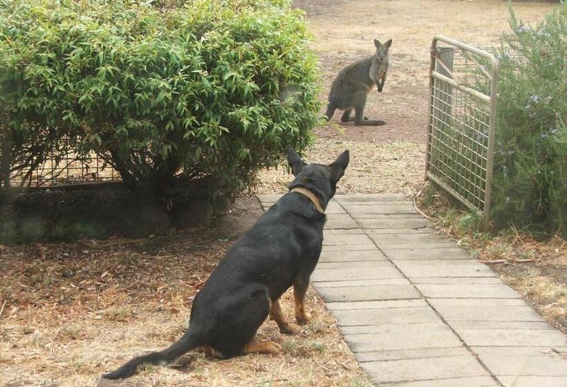 Grampians Historic Homestead B&b