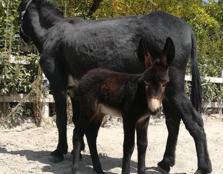 בית מלון כפרי La Collina Dei Cavalieri
