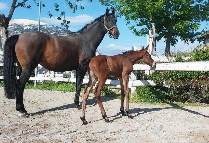 בית מלון כפרי La Collina Dei Cavalieri