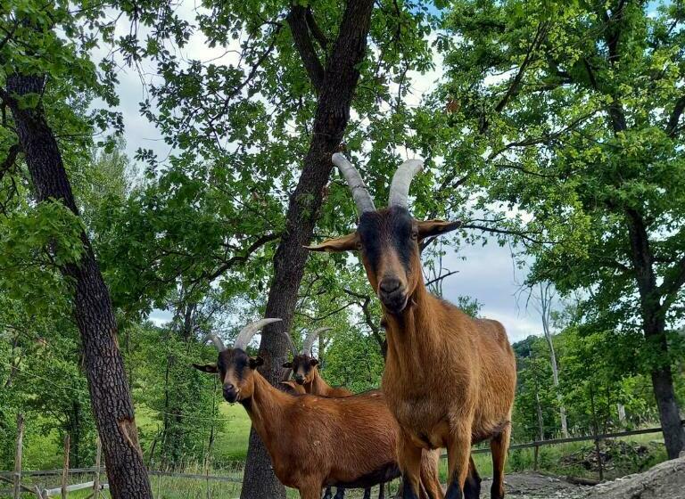 Отель Az. Agr. Agriturismo Nonna Nella